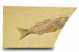 Bargain, Uncommon Juvenile Fish Fossil (Mioplosus) - Wyoming #329562-1
